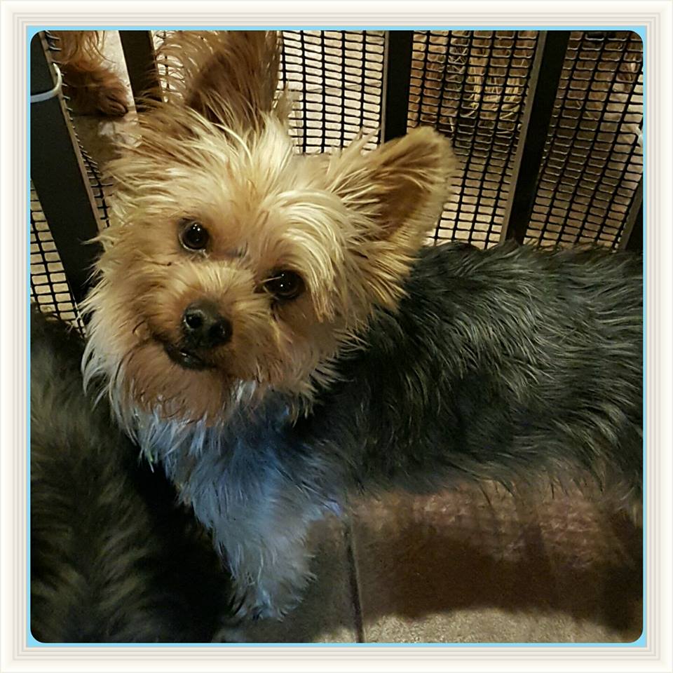 petsmart adoption edmond event animal rescue ending pm safe haven 1921